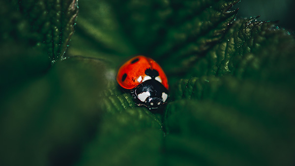 coccinelle environnement planter des arbres