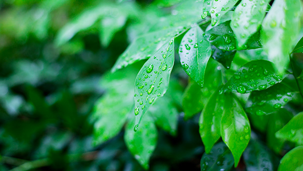 feuille arbre planter des arbres pour l'environnement